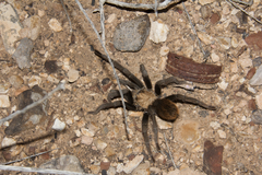Aphonopelma iodius