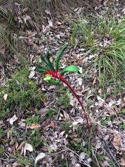 Anigozanthos manglesii