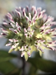 Asclepias curtissii