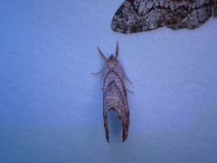 Drepana bilineata