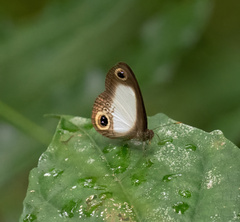 Satyrinae