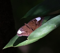 Tanaecia lupina
