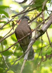 Phapitreron leucotis nigrorum