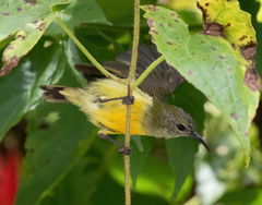 Aethopyga guimarasensis