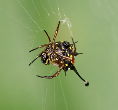 Gasteracantha clavigera