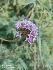 Crusea hispida