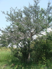 Pithecellobium insigne