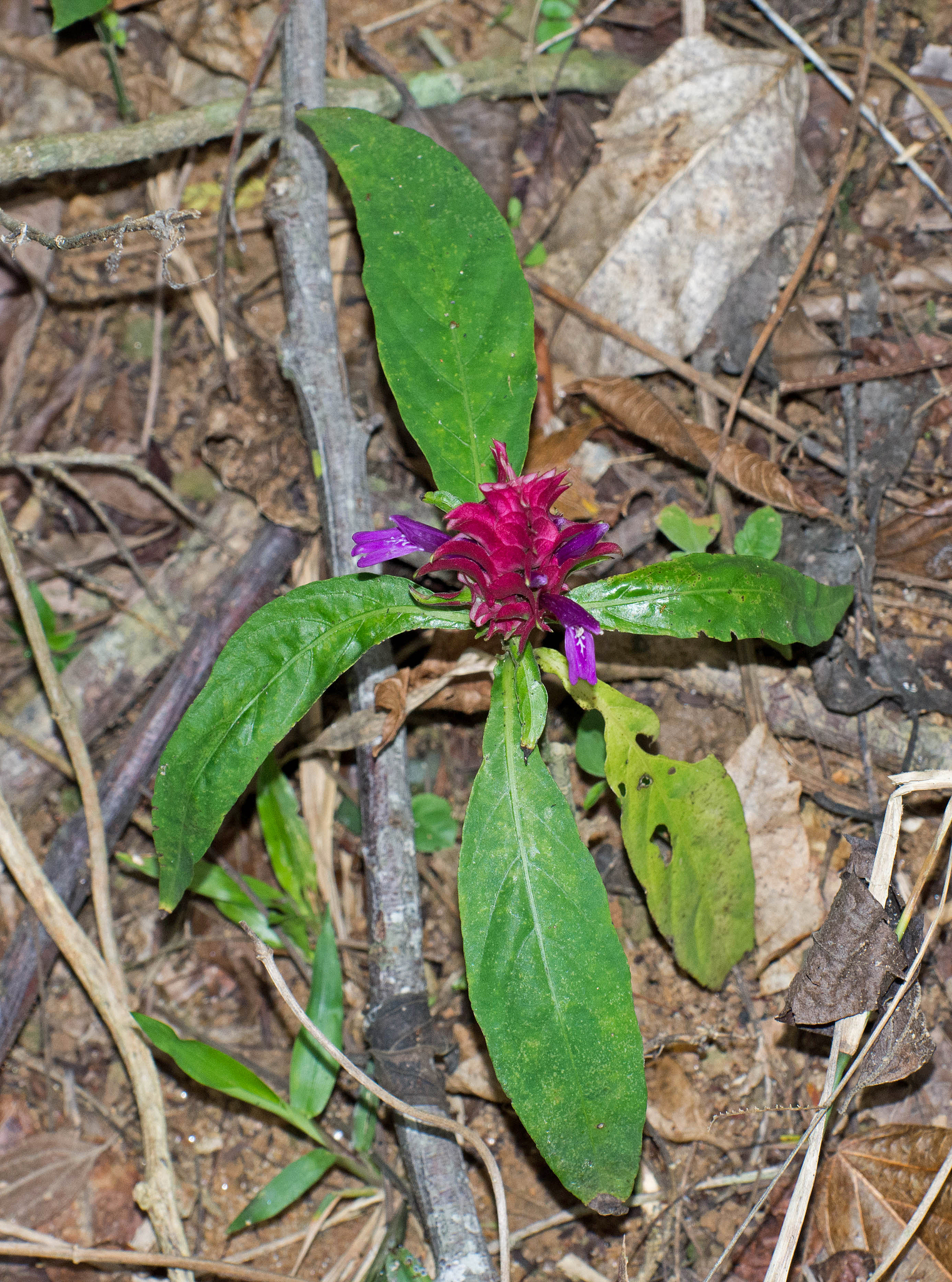 Afelandra-coral