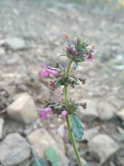 Betonica officinalis
