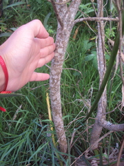 Terminalia australis