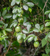Passiflora edulis