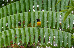 Aethopyga guimarasensis