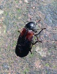 Dermestes
