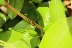 Chauliognathus flavipennis