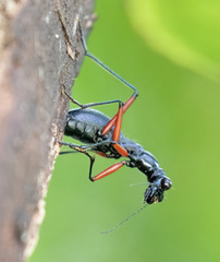 Cicindelinae