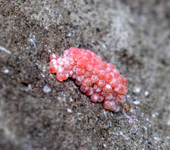 Pomacea canaliculata