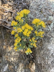 Ericameria cuneata spathulata