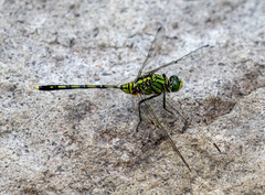 Orthetrum serapia