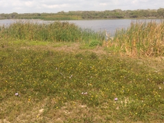 Vigna luteola