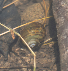Pomacea canaliculata
