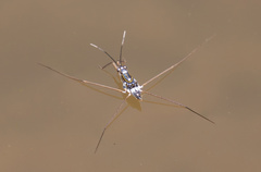 Limnogonus