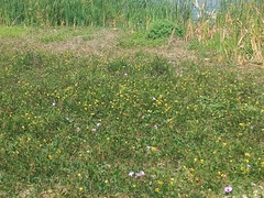 Vigna luteola