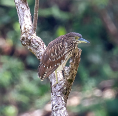 Nycticorax caledonicus