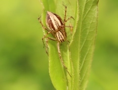 Oxyopes gracilipes