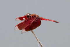 Neurothemis ramburii