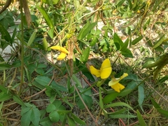 Vigna luteola