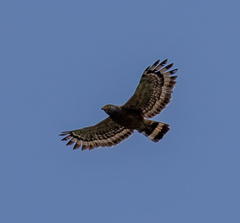 Spilornis holospilus