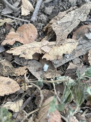 Coccinellidae