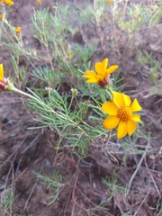 Dyssodia tagetiflora