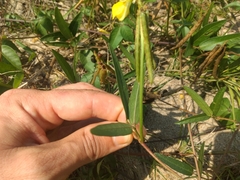 Vigna luteola
