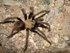 Aphonopelma iodius