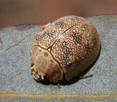 Paropsis roseola
