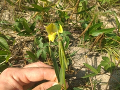 Vigna luteola