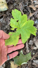Hydrastis canadensis
