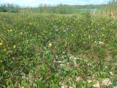 Vigna luteola