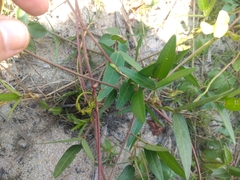 Vigna luteola