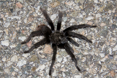 Aphonopelma steindachneri