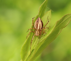 Oxyopes gracilipes