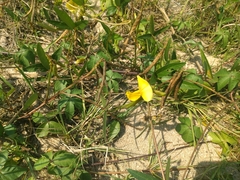 Vigna luteola