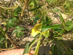 Vigna luteola