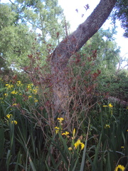 Terminalia australis