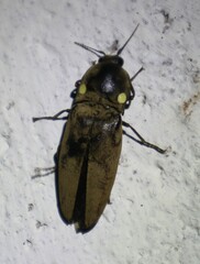 Pyrophorus