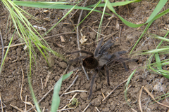 Aphonopelma steindachneri
