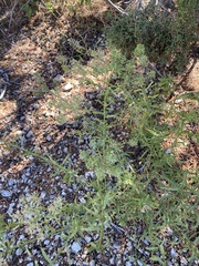 Lepidium montanum