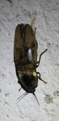 Pyrophorus