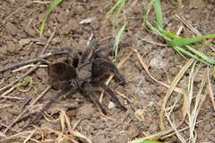 Aphonopelma steindachneri
